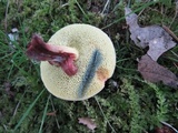 Boletus chrysenteron image