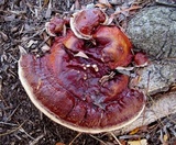 Ganoderma sessile image