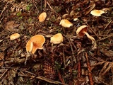 Hygrophoropsis aurantiaca image