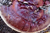 Ganoderma sessile image