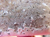 Ganoderma sessile image