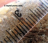 Ganoderma sessile image
