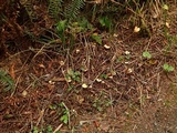 Hygrophoropsis aurantiaca image
