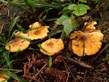 Hygrophoropsis aurantiaca image