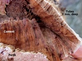 Ganoderma sessile image