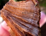 Ganoderma sessile image