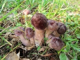 Tylopilus rubrobrunneus image