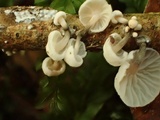 Hemimycena candida image