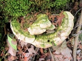 Trametes gibbosa image