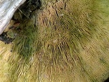Trametes gibbosa image