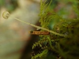 Roridomyces roridus image
