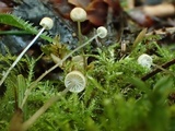 Roridomyces roridus image
