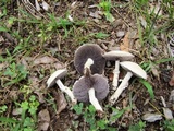 Stropharia melanosperma image