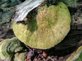 Trametes gibbosa image