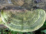 Trametes gibbosa image