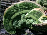 Trametes gibbosa image