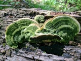 Trametes gibbosa image