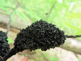 Scorias spongiosa image