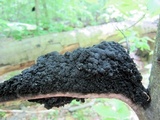 Scorias spongiosa image