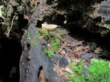 Simocybe centunculus var. centunculus image