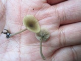 Simocybe centunculus var. centunculus image