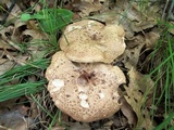 Sarcodon imbricatus image
