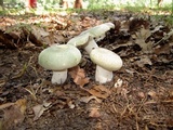 Russula virescens image