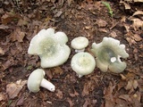Russula virescens image