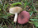Russula mariae image