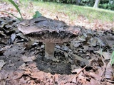 Russula densifolia image
