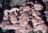 Psathyrella conissans image