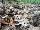 Clavulinopsis laeticolor image