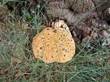 Inonotus dryadeus image