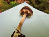 Psathyrella delineata image