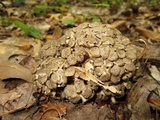 Polyporus umbellatus image