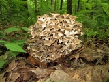 Polyporus umbellatus image