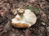 Polyporus radicatus image