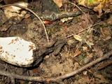 Polyporus radicatus image