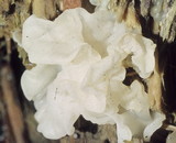 Ductifera pululahuana image