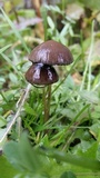 Psathyrella corrugis image