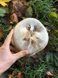 Agaricus deardorffensis image