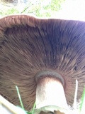 Agaricus deardorffensis image
