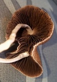 Psathyrella corrugis image