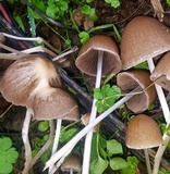 Psathyrella corrugis image