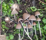Psathyrella corrugis image