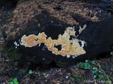 Coniferiporia weirii image