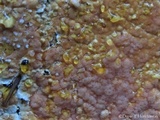 Coniferiporia weirii image