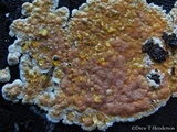 Coniferiporia weirii image
