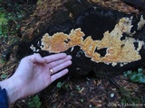 Coniferiporia weirii image