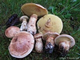 Suillus caerulescens image